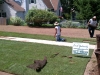 sod going down 2